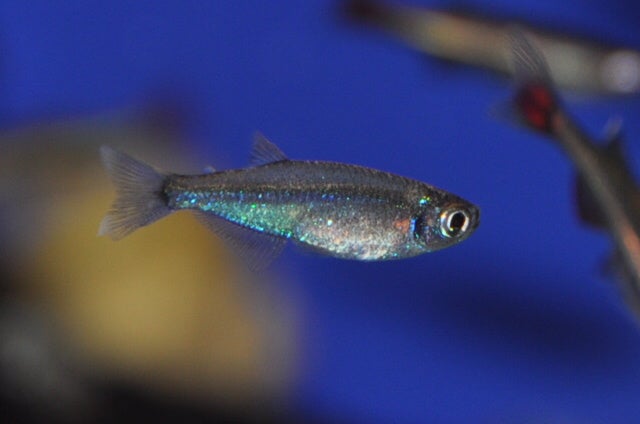 ﾁﾄｶﾗｯｸｽ ｱﾄﾎﾟｰﾀﾞｽ